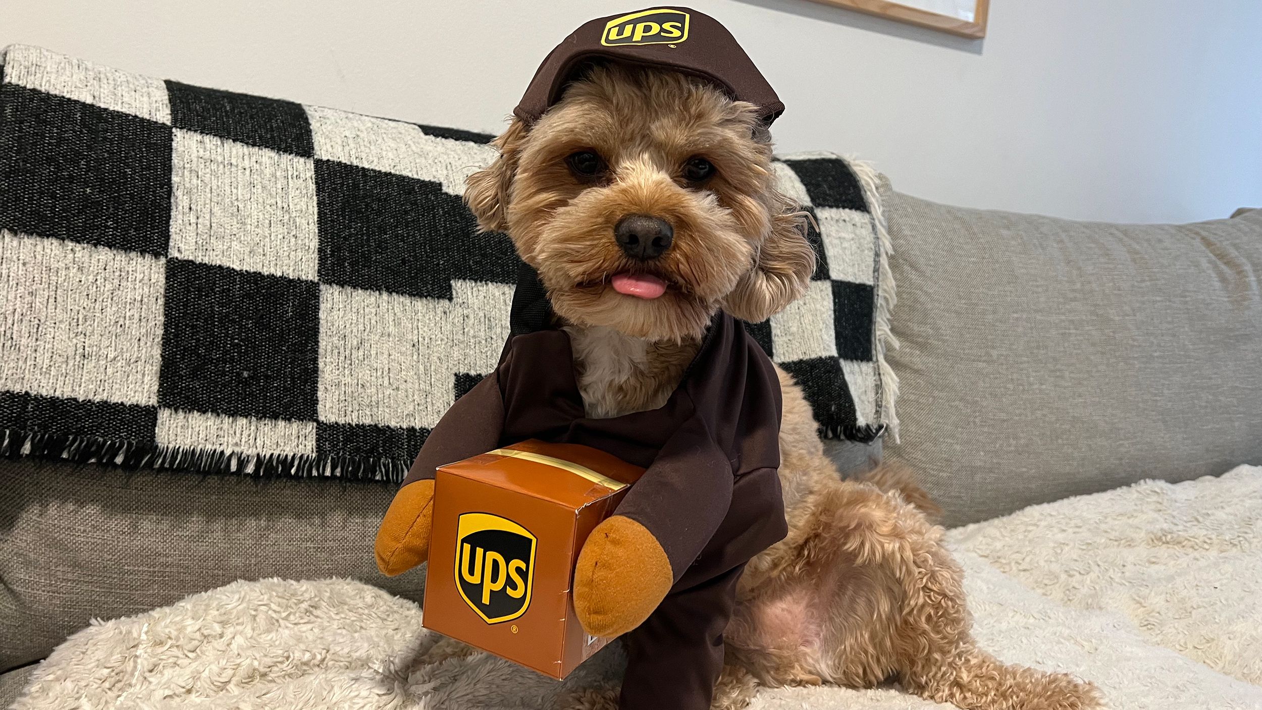 Need Some Last-Minute Inspiration? Check Out a Few of Our Favorite Halloween  Dog Costumes.