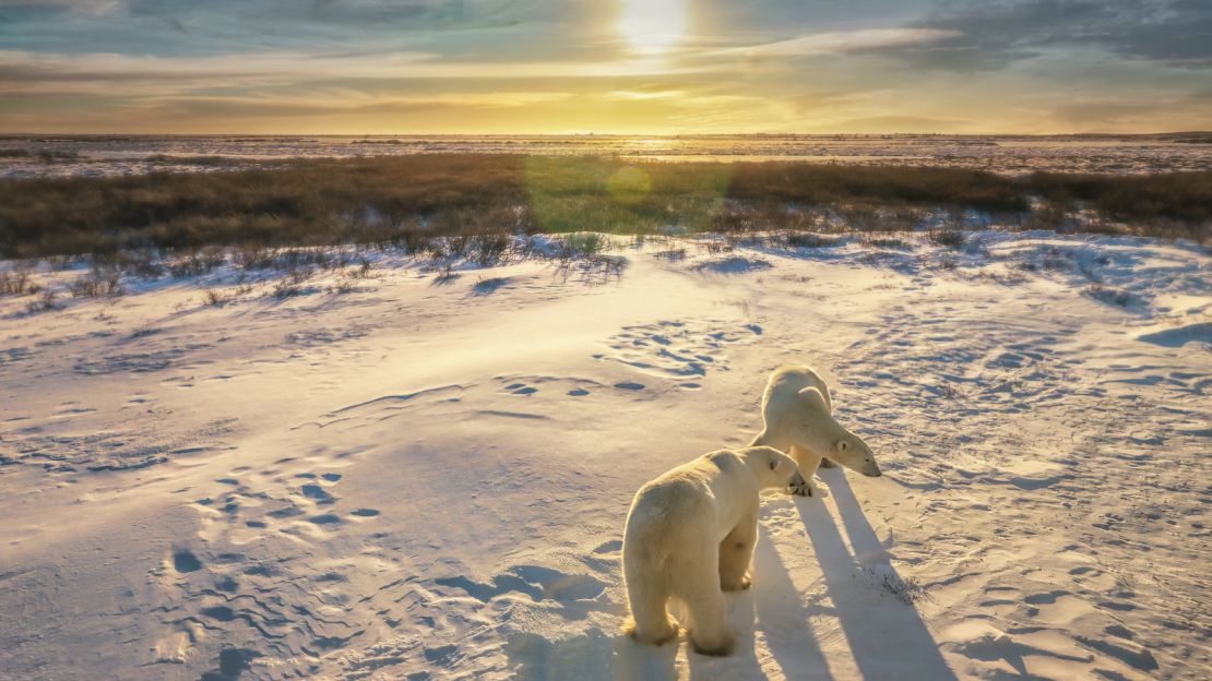 underscored churchill manitoba canada