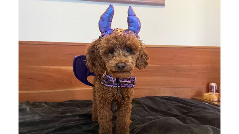 Cat wearing dog clearance costume