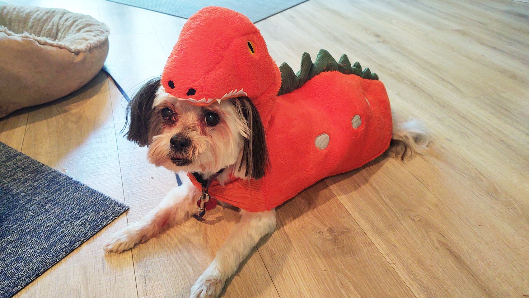 Red Football Player Dog Costume