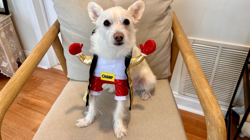 Dog boxing costume best sale