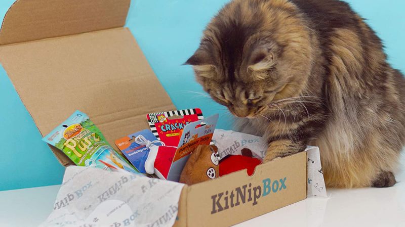 Cat subscription on sale box $10