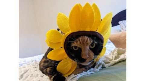 Hide & Eek Boutique Sunflower Ruff Cat Costume