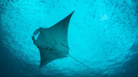 Go manta ray diving in Fiji.