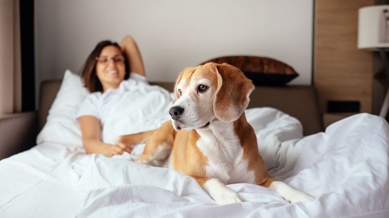 underscored pet friendly hotels lead