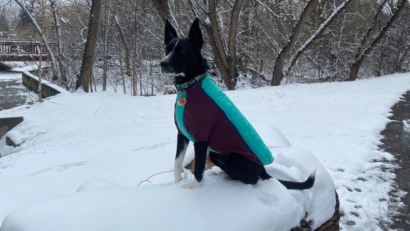 17 best winter coats and jackets for dogs in 2023 CNN Underscored