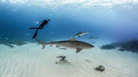 Airbnb Dive Under the Sea with a Shark Expert