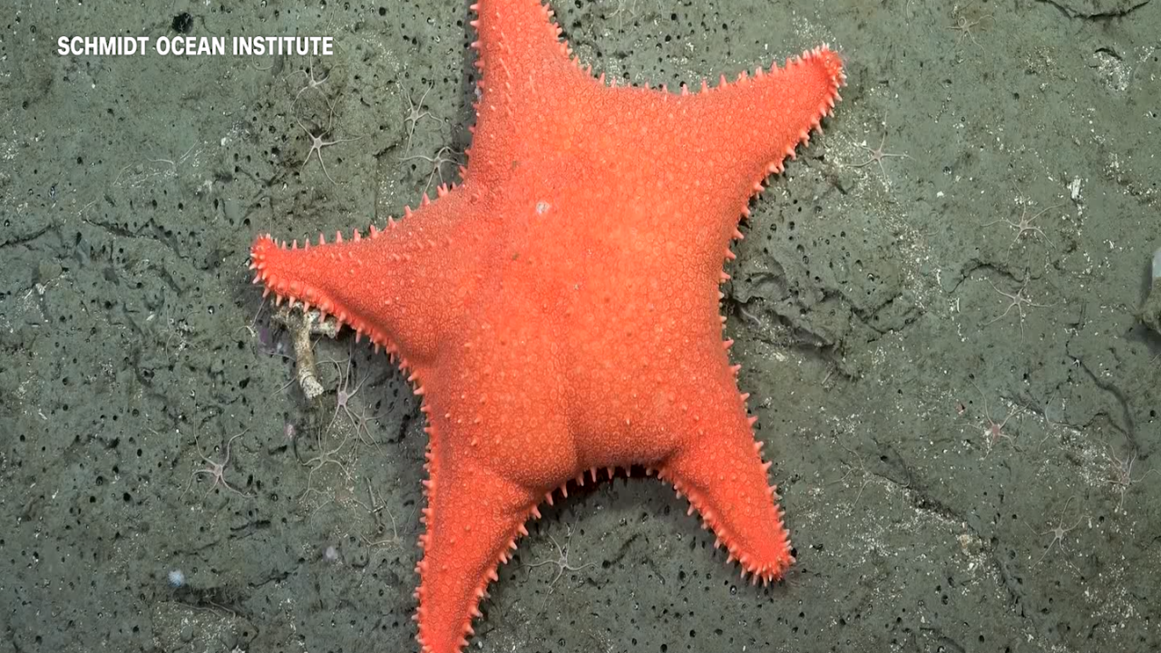 Underwater livestaeam _STILLS_1.png