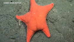 Underwater livestaeam _STILLS_1.png