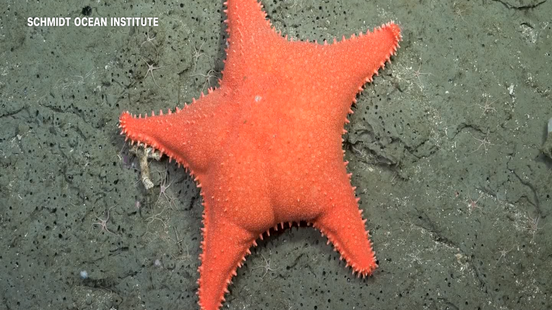 https://media.cnn.com/api/v1/images/stellar/prod/underwater-livestaeam-stills-1.png?c=16x9&q=w_800,c_fill