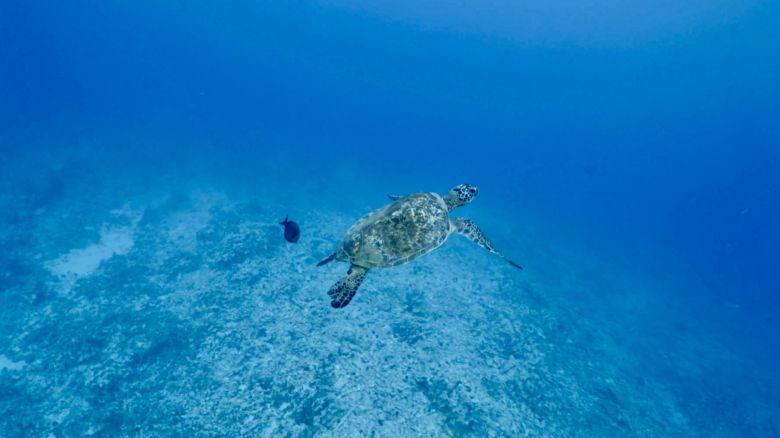 underwater_sea_turtle.jpg