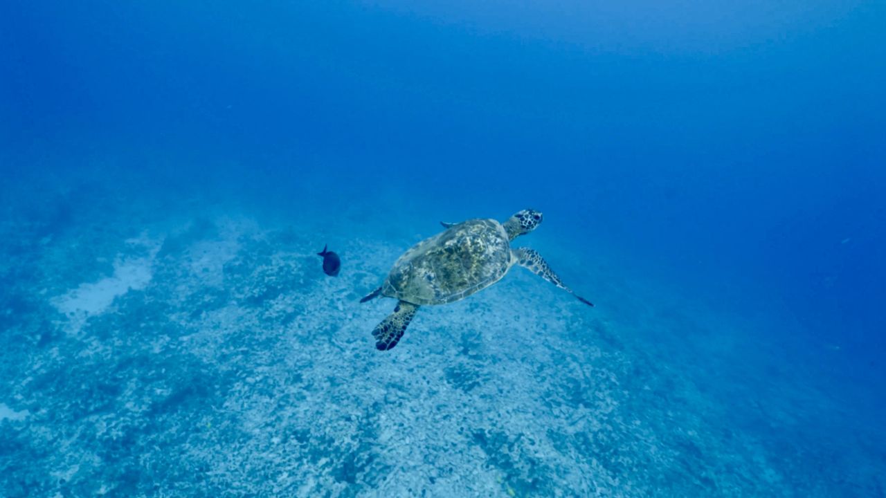 underwater_sea_turtle.jpg