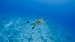underwater_sea_turtle.jpg
