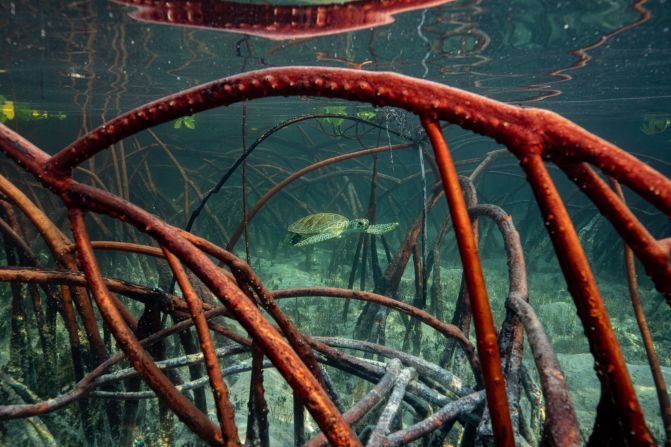 Olivier Clement’s photograph “Guardians of the Mangroves” won first place in the mangroves and underwater category. It depicts a turtle navigating the mangroves, as a reminder of the vital role these ecosystems play in sustaining marine biodiversity.