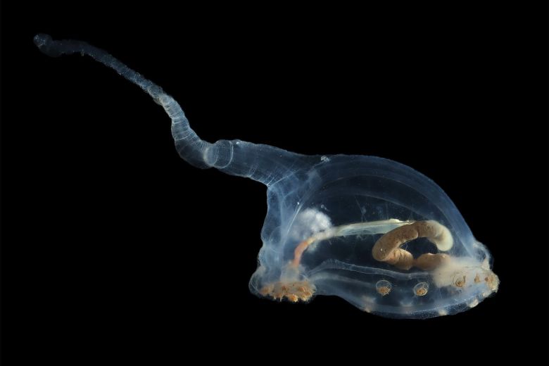 A transparent deep-sea creature called a unicumber.