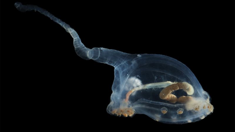 Учените заснемат зашеметяващи изображения на живота в океана в предложената дълбоководна минна зона