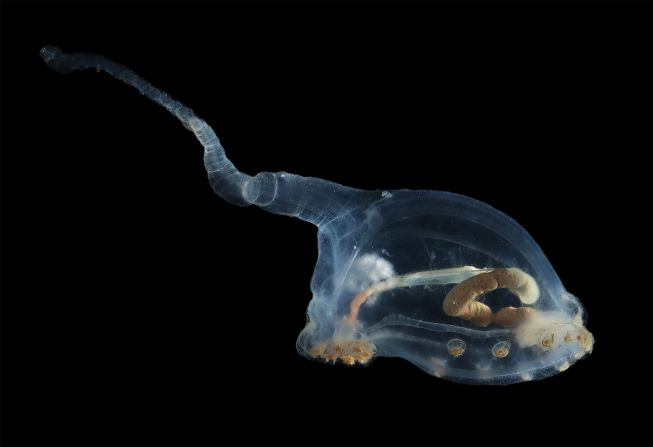 The pristine ecosystem, 16,400 feet (5,000 meters) below the surface, is a site earmarked for deep-sea mining of critical and rare metals.