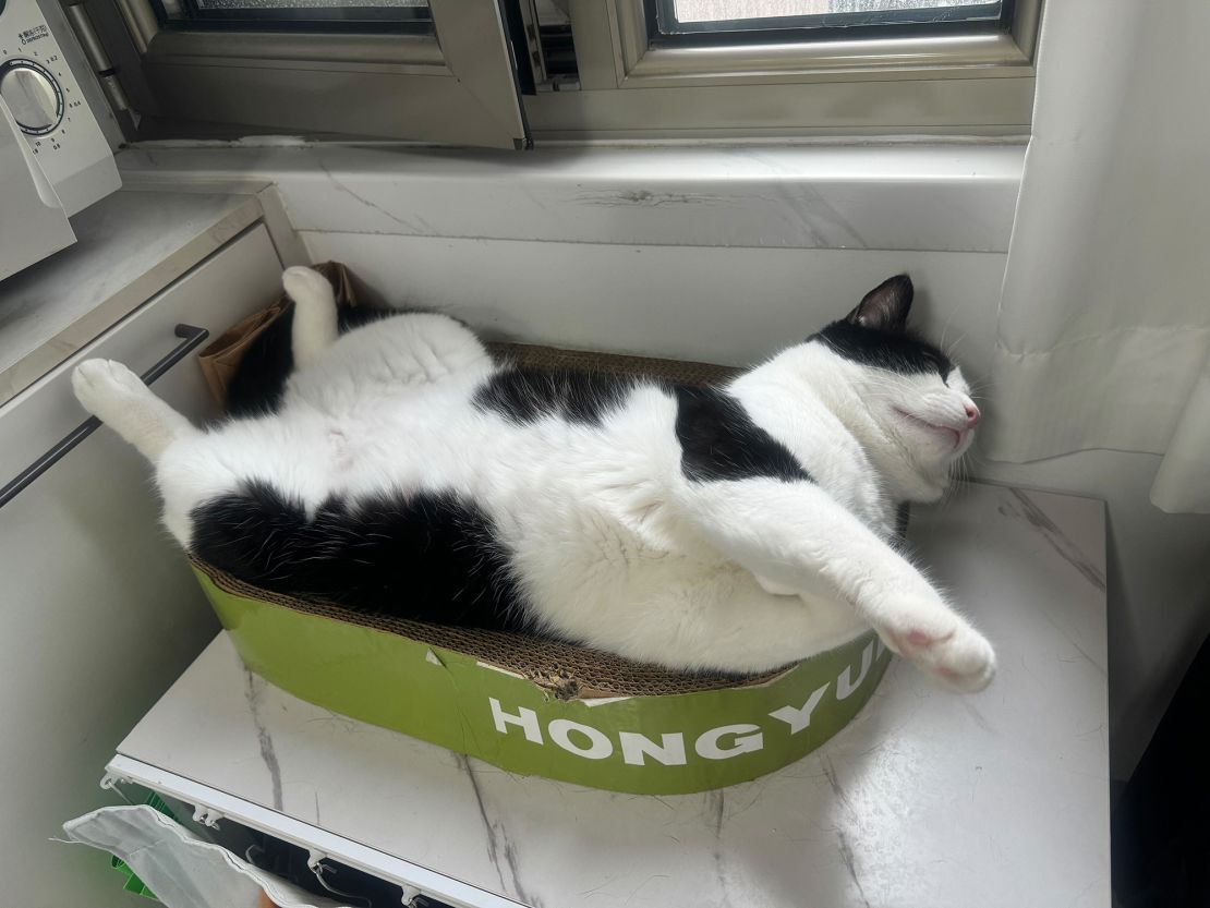 According to her owner, Zhang Bu’er is a highly employable cat who is ready to work for food or snacks.