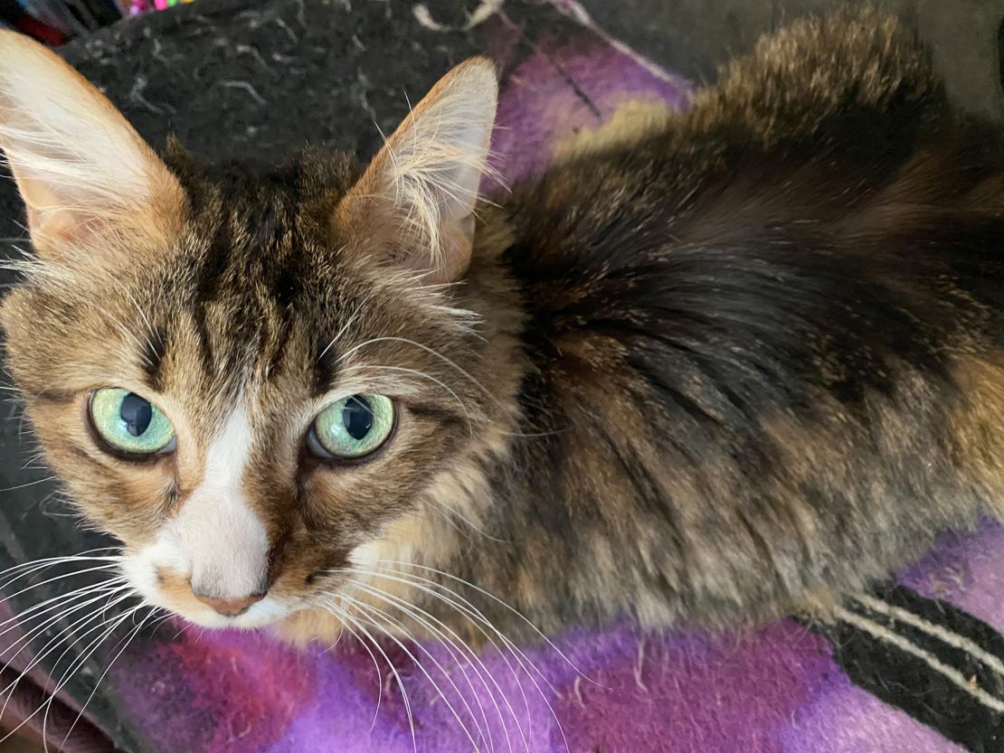 Reniji, a 15-year-old Maine coon mix, has pica, an urge to eat items that aren't food and don't have any nutritional value.