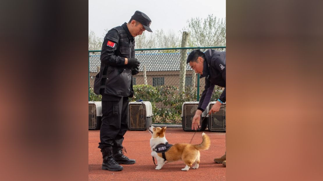 Fuzai trains twice a day in obedience lessons, explosives detection, scent tracking and more.