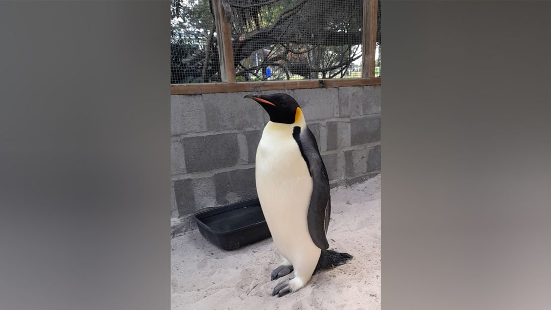 Emperor penguin turns up on Australian seashore, hundreds of miles from house | The Gentleman Report