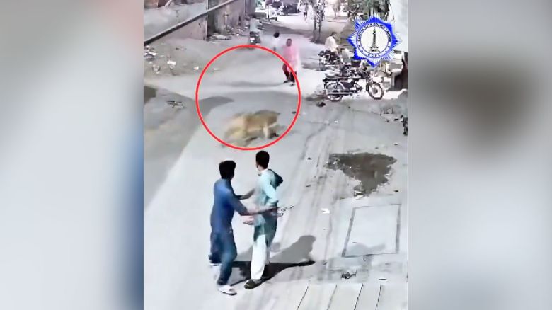 Escaped lion