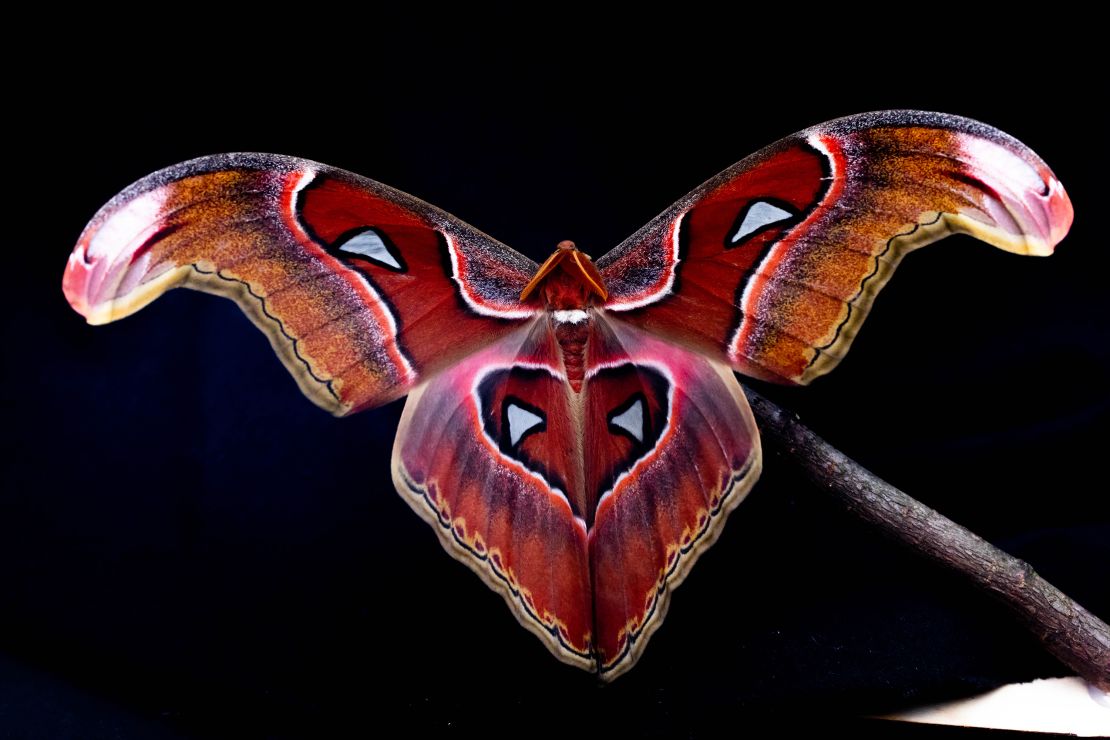 The overwhelming majority of study subjects were observed tilting their backs toward the light. An Atlas moth is shown.