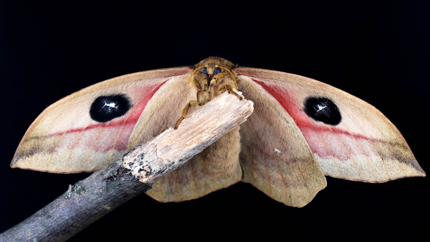 Moths don't know which way is up when around artificial light sources, a new study found. An automeris moth is shown.