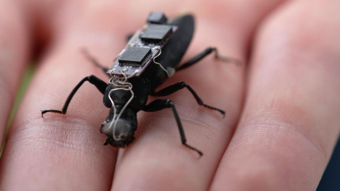 Researchers in Australia are fusing control backpacks onto beetles and cockroaches to direct their movements.