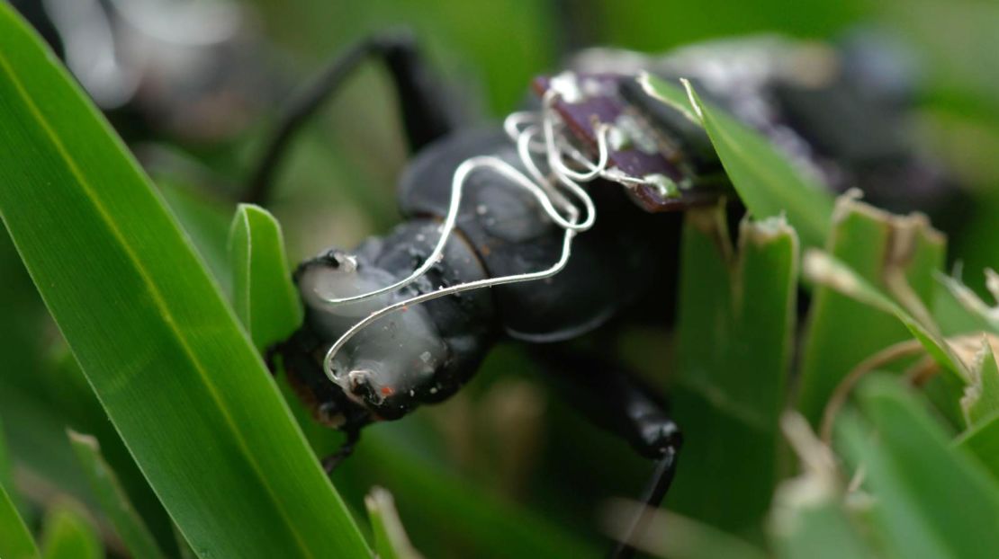 University of Queensland student Lachlan Fitzgerald hopes to one day use the insect-machine hybrids as search and rescue workers.