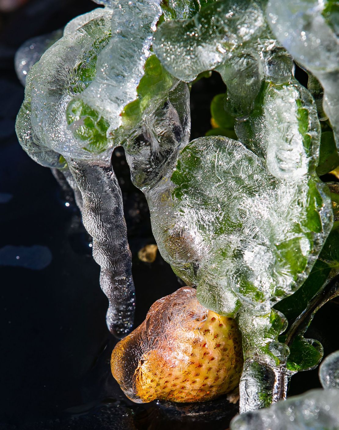 A green strawberry is protected from the freeze after being caked in ice overnight at the University of Florida/IFAS Plant Science Research and Education Unit on January 24, 2022.