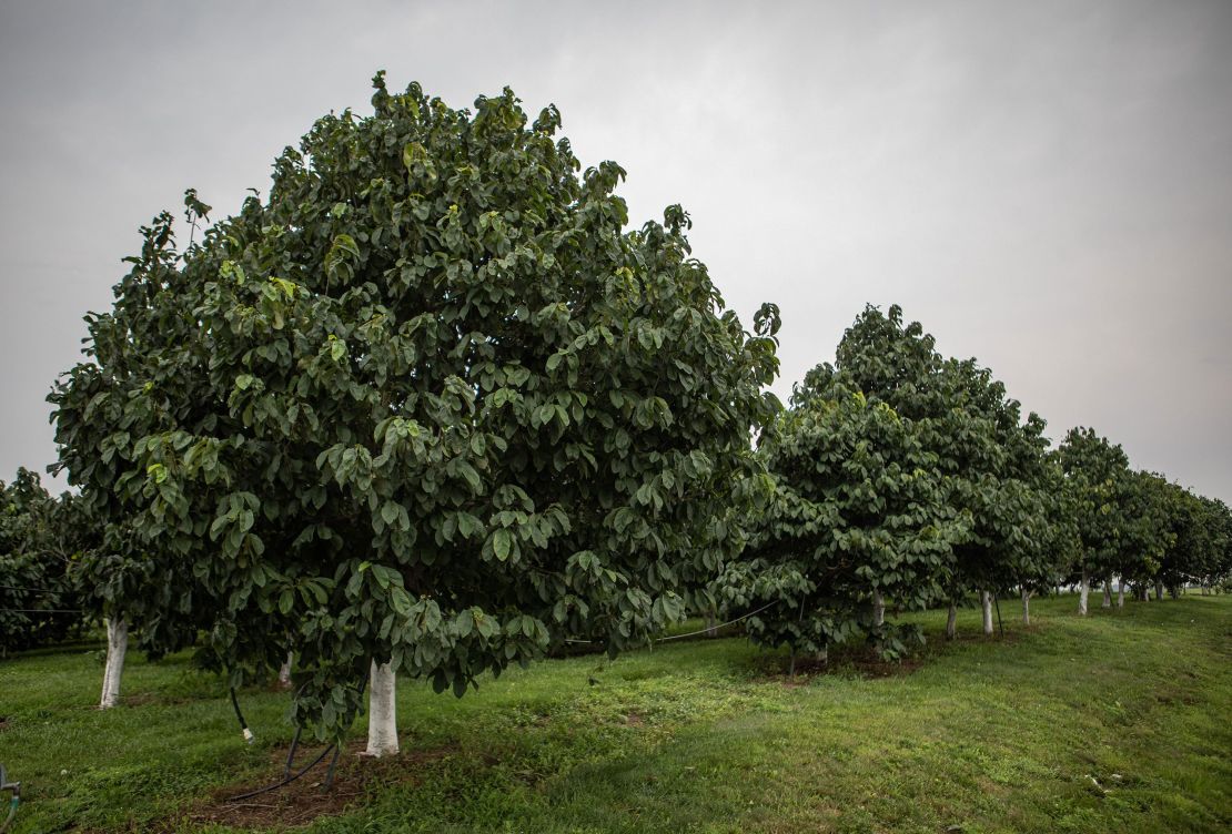 Rows of Pawpaw trees bear fruit at KSU's Harold R. Benson Research & Demonstration Farm in Frankfort, Kentucky, in 2023.