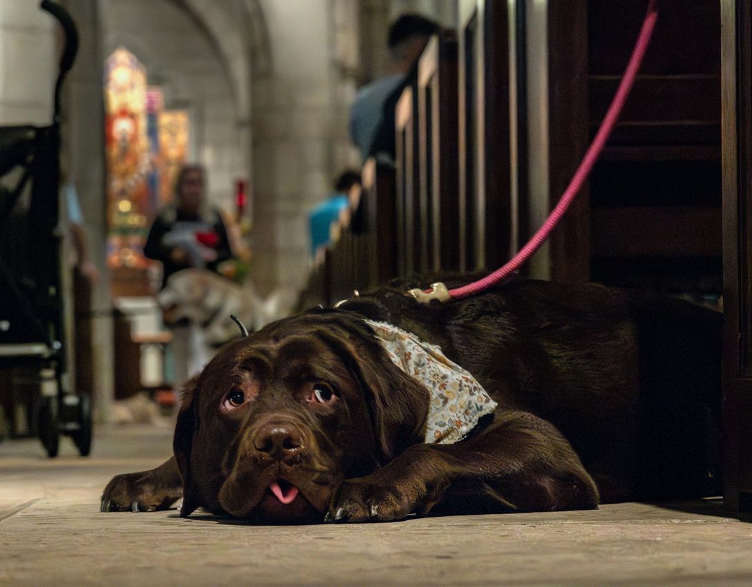 A dog rests in an aisle before the start of an annual Blessing of the Animals ceremony on October 6, 2024, at the Church of Bethesda-by-the-Sea in Palm Beach, Florida.