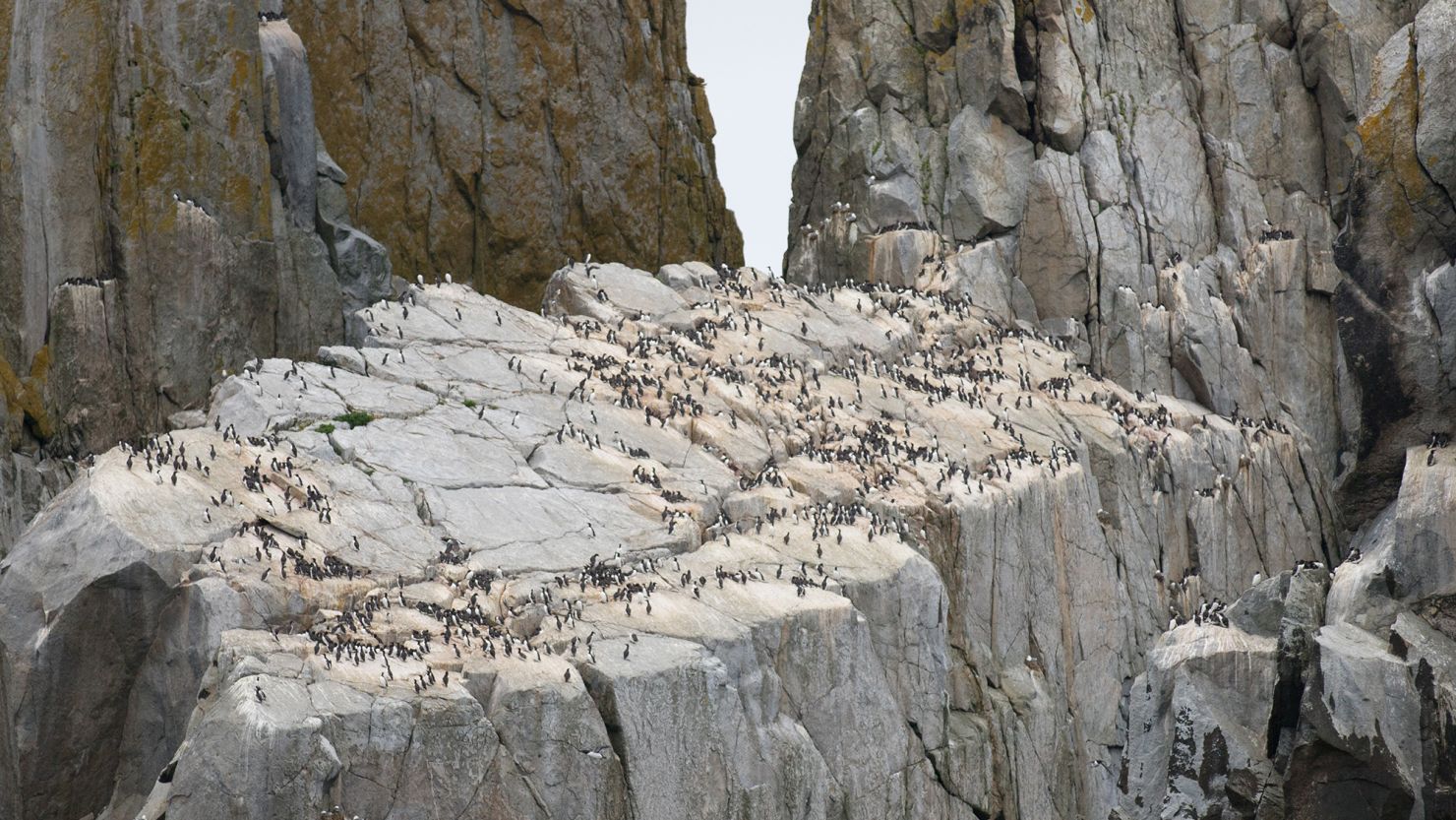 The bird at the center of the worst single-species mortality event in modern history isn’t recovering, scientists say