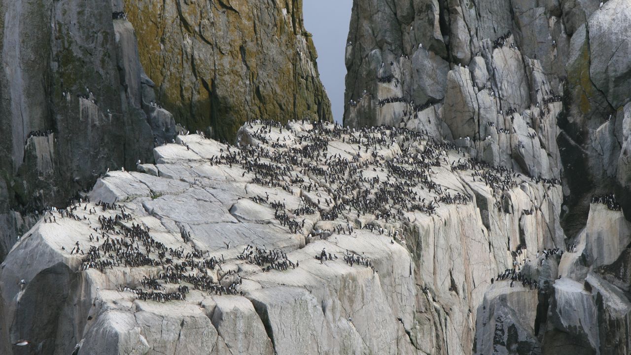 usfws-common-murre-colony-south-island-2014.jpg