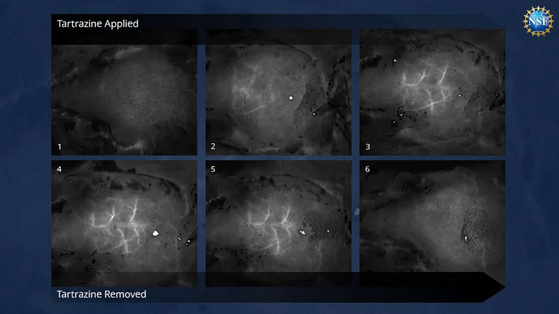 Time-lapse images of blood vessels in the brain just beneath the skull of a sedated mouse are revealed by dyeing the tissues with FD&C Yellow No. 5, a food coloring also known as tartrazine. The process doesn't involve any surgery, incisions or damaging of the mouse’s bone or skin.