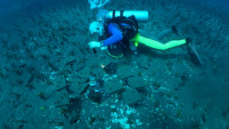 Underwater ‘reef music’ could help in coral restoration – CNN