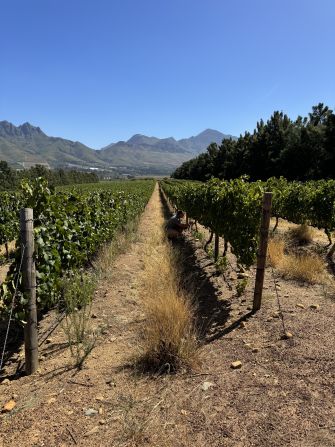 Vergelegen, in Somerset West, on South Africa’s Western Cape, has more than 100 hectares of vineyards, with plantings including cabernet sauvignon, merlot, shiraz and chardonnay. The drone pest control project is being carried out by SkyBugs, a partnership between Cape Town-based FieldBUGS and agritech company Aerobotics.