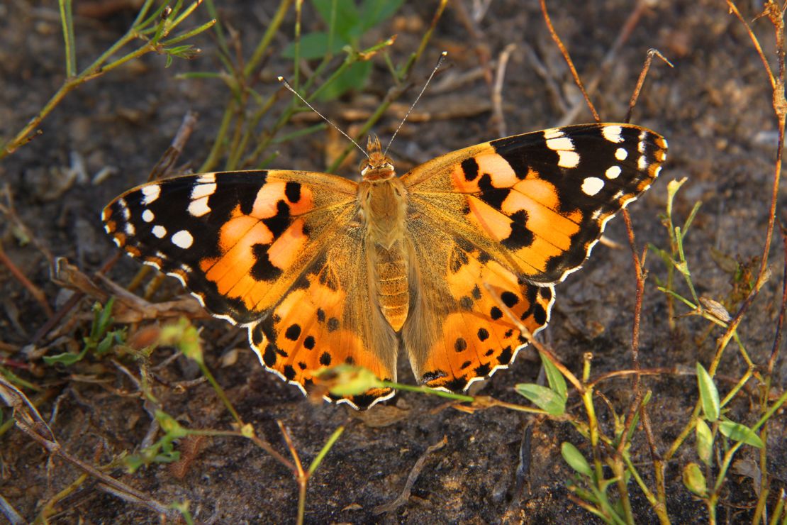 Scientists have found evidence that a group of painted lady butterflies traveled nonstop across the Atlantic Ocean, according to a new study.