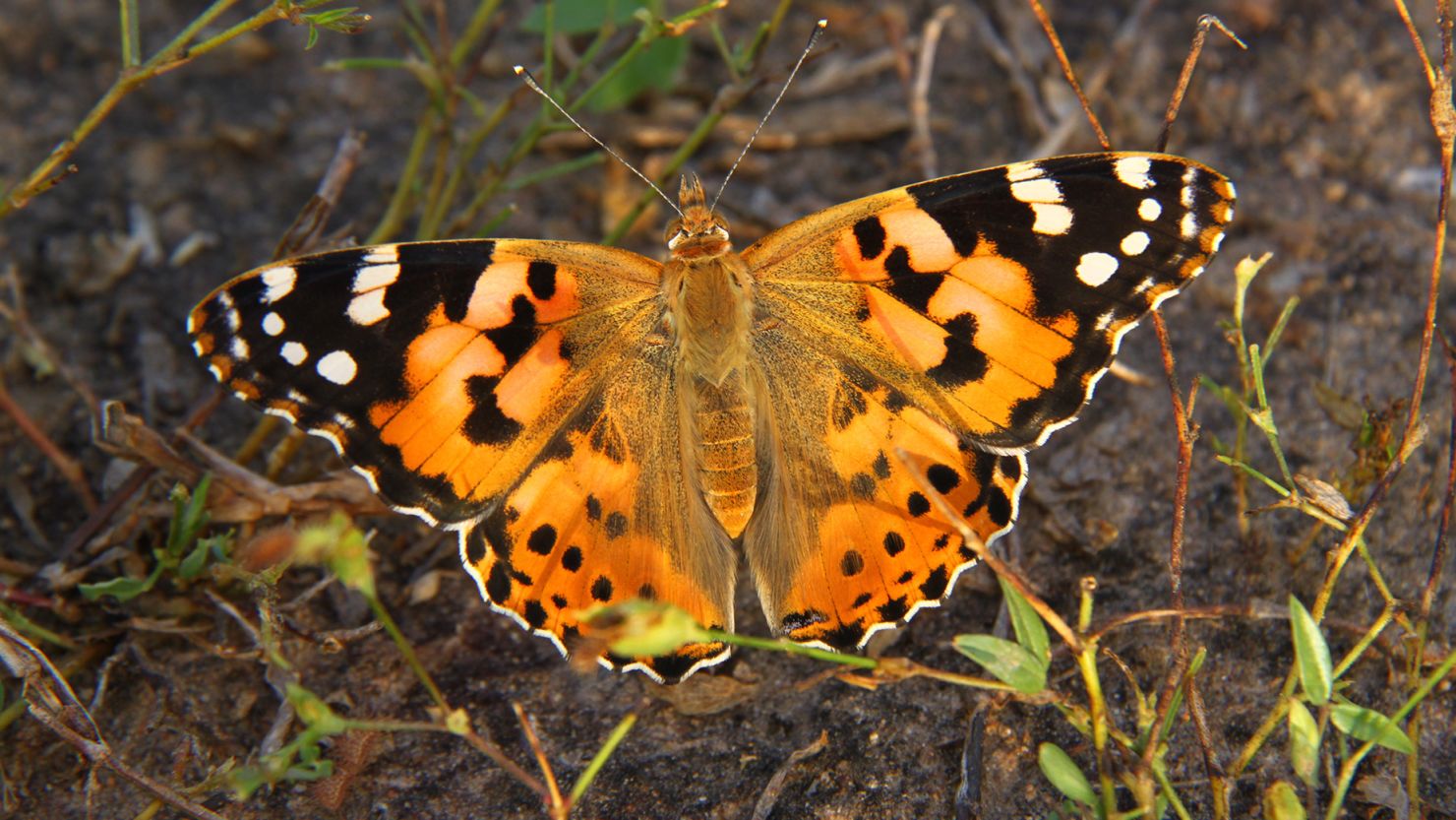 Scientists have found evidence that a group of painted lady butterflies flew across the Atlantic Ocean, according to a new study.