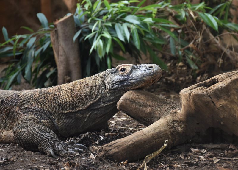 Komodo Dragons Have Iron-tipped Teeth, New Study Shows | CNN