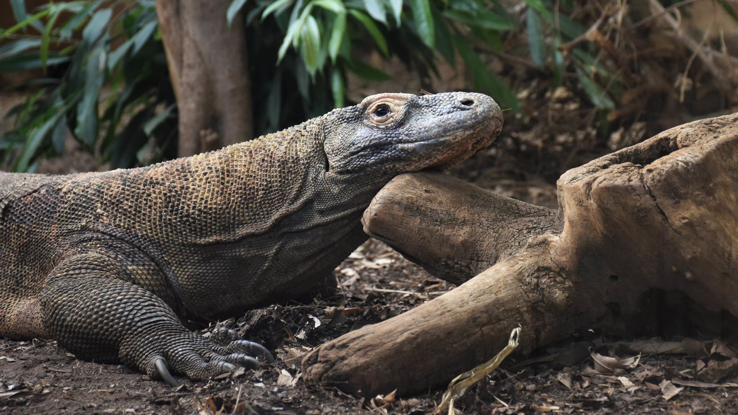 Komodo dragons are the world's largest lizards.