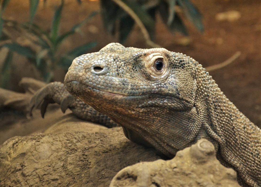 The lizards are native to Indonesia.