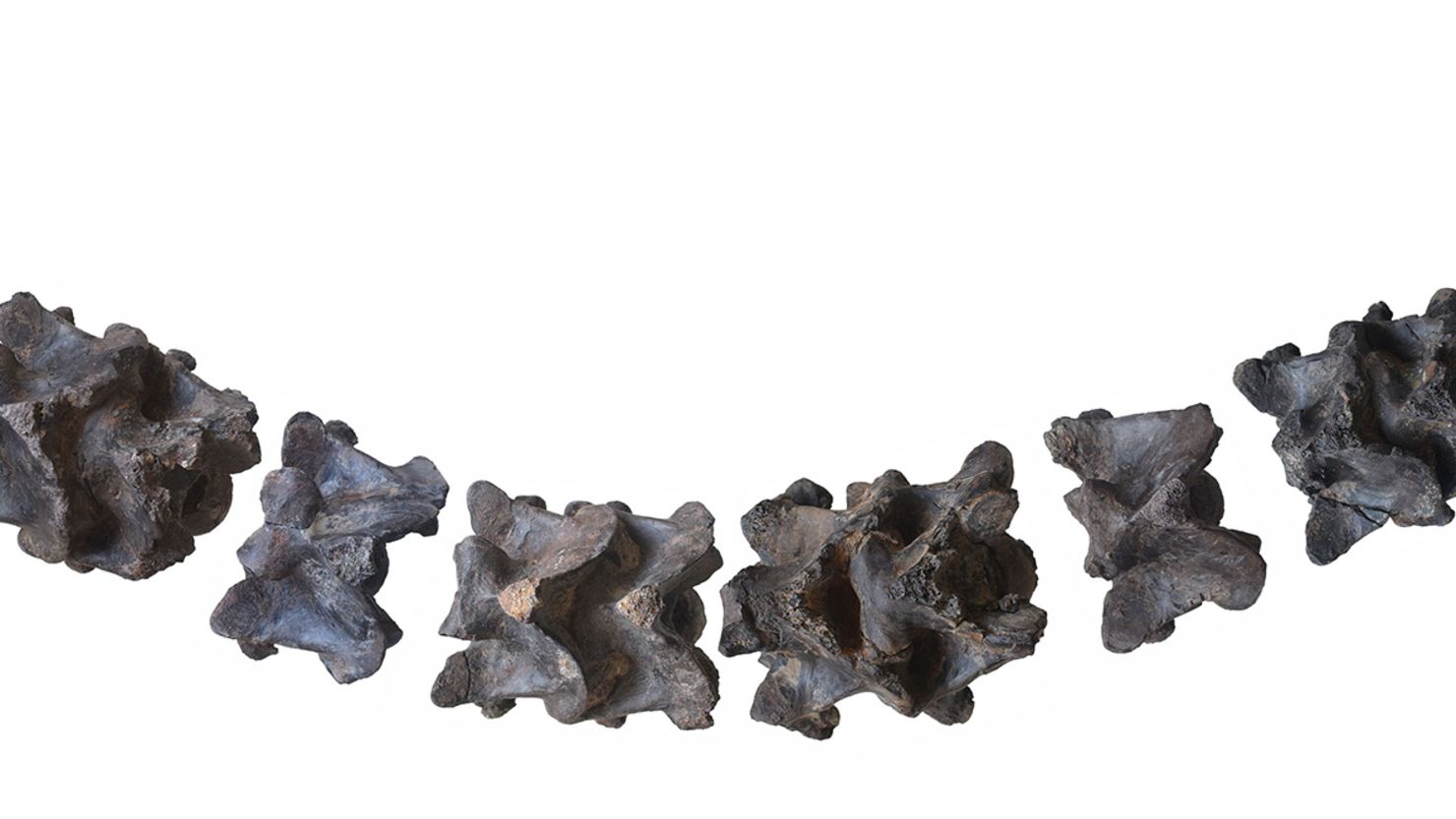 A lifelike reconstruction of the massive vertebrae of Vasuki indicus is seen as viewed from above.