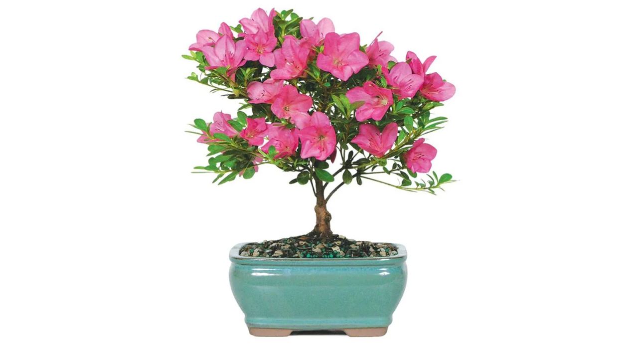 vday flowers bonsai