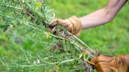 vermont glove gardening gloves lead cnnu.jpg