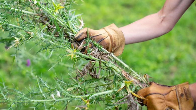 vermont glove gardening gloves lead cnnu.jpg