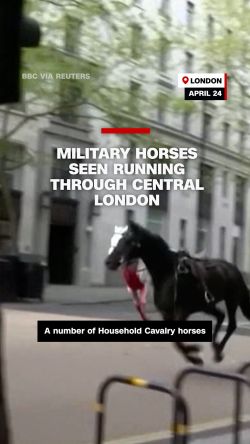 vert thumb horses london 1.jpg