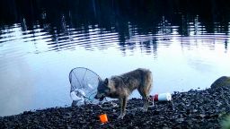 Video-1---credit-to-the-Haíɫzaqv-Wolf-and-Biodiversity-Project-(placeofwolves.ca).00_01_43_07.Still003.jpg
