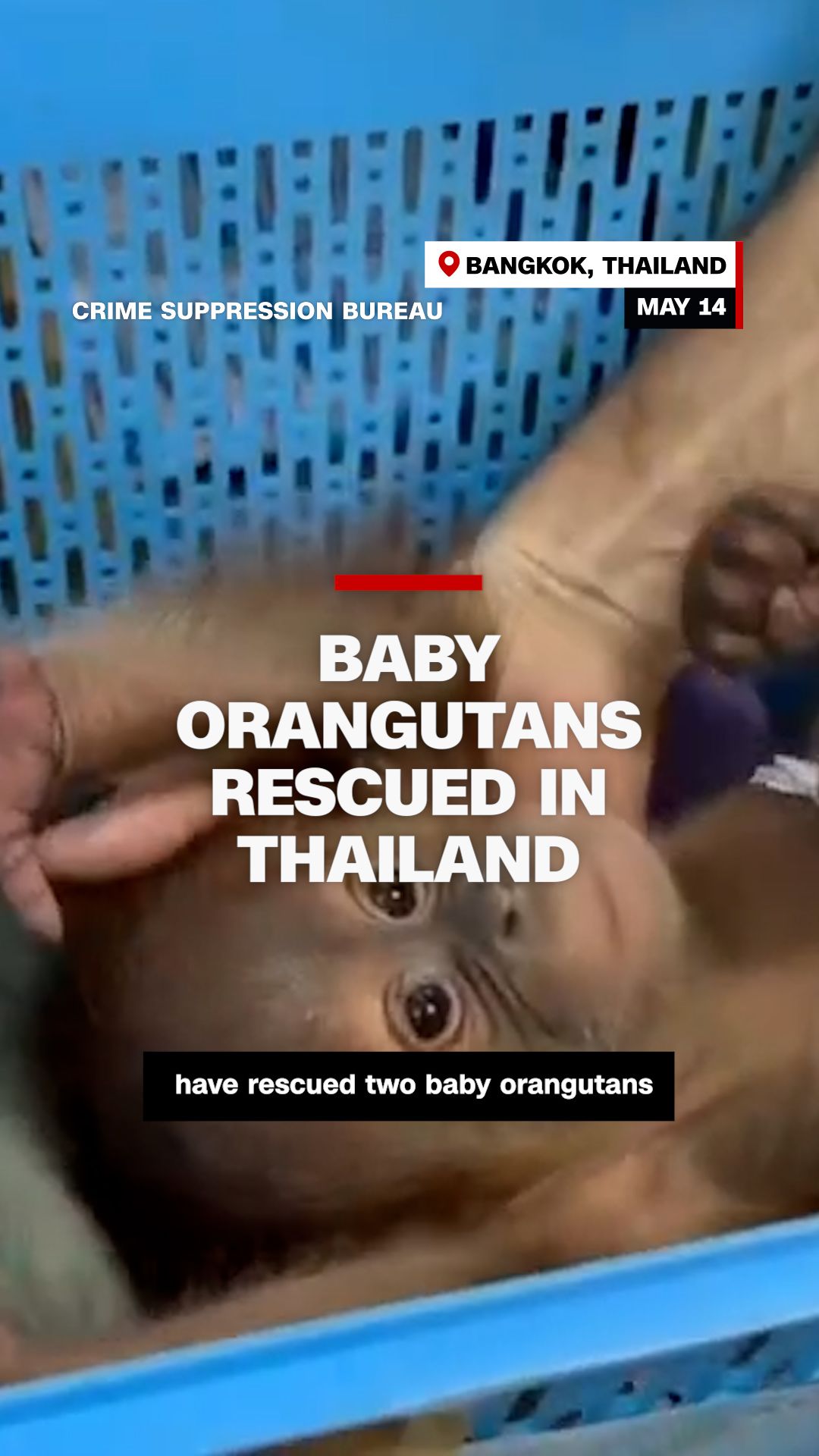 VIDEO baby orangutans rescued smuggling thailand vrtc.jpg